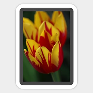 Tulips in yellow and red Sticker